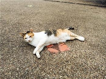 科隆：《赛博朋克2077：往日之影》新预告及截图 车战刺激